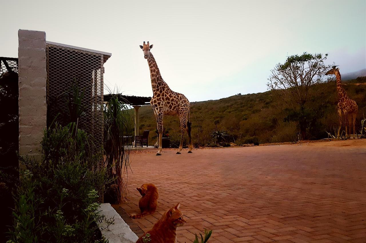 Graceland Eco Retreat Magoebaskloof Zewnętrze zdjęcie